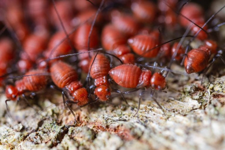 Why Are Termites Inspections a Good Idea?