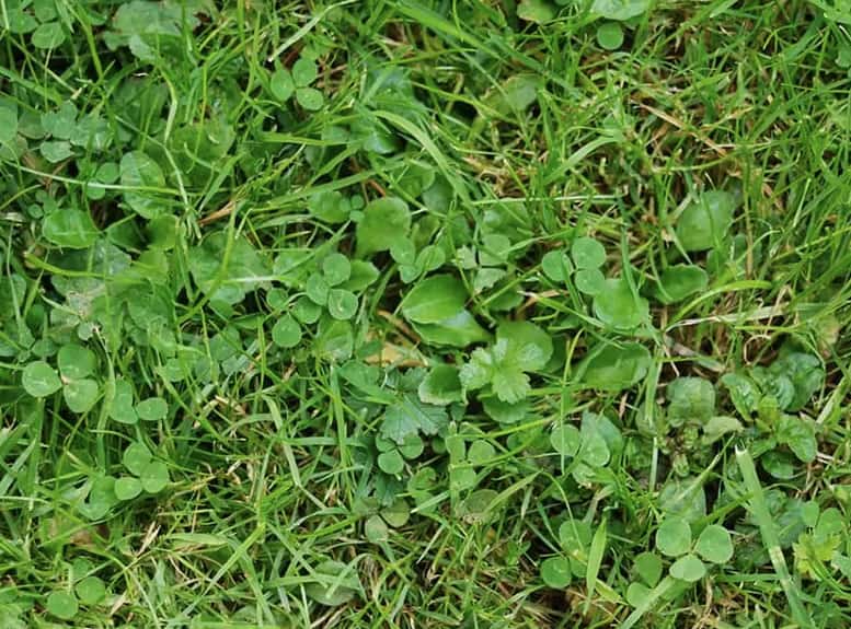 How to Kill Weeds Without Killing Grass